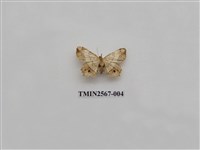 藏品(尺蛾70)的圖片